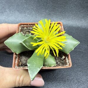 Faucaria Bosscheana