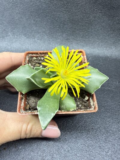 Faucaria Bosscheana