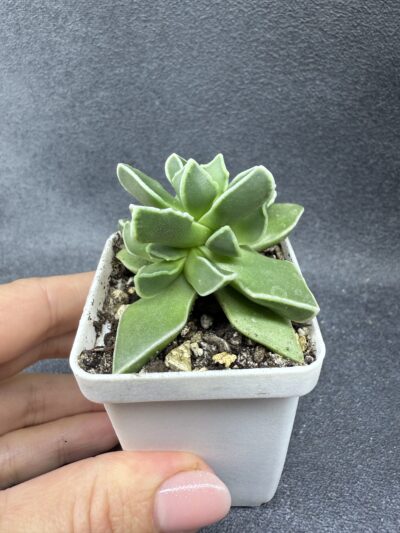 Faucaria Bosscheana - Зображення 2