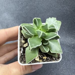 Faucaria Bosscheana
