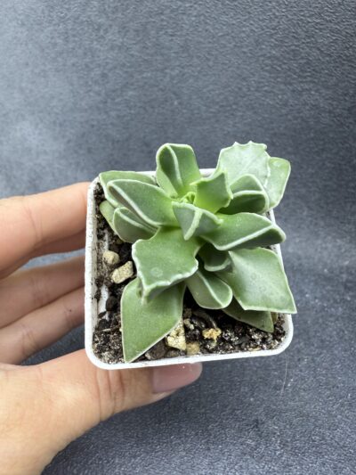 Faucaria Bosscheana