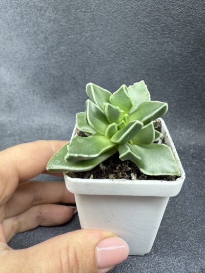 Faucaria Bosscheana - Зображення 4