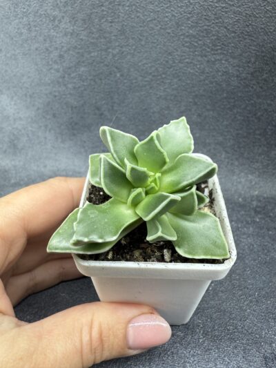 Faucaria Bosscheana - Зображення 3