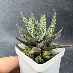 Haworthia Fasciata сoncolor