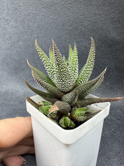 Haworthia Fasciata сoncolor