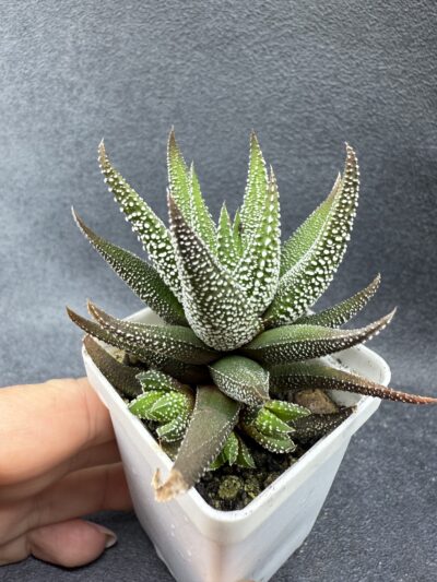 Haworthia Fasciata сoncolor - Зображення 2