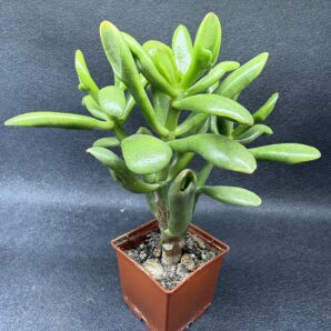 Crassula Red Horn