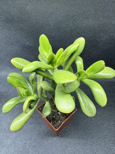 Crassula Red Horn - Зображення 2