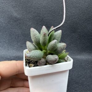 Adromischus marianiae alveolatus