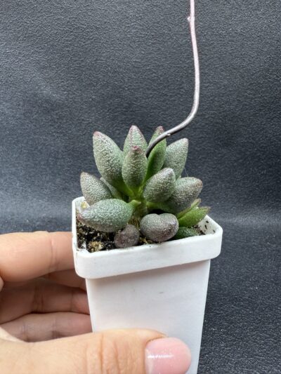 Adromischus marianiae alveolatus