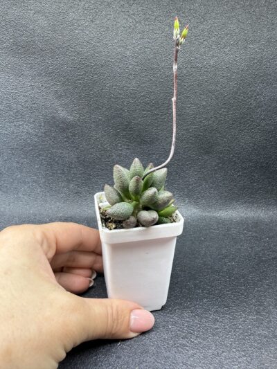 Adromischus marianiae alveolatus - Зображення 2