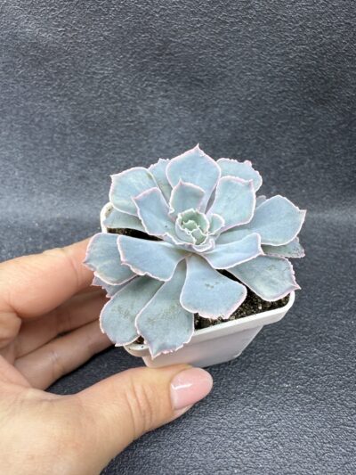 Echeveria Neon Breakers - Зображення 3