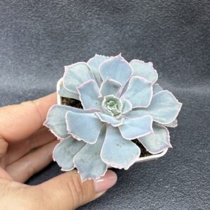 Echeveria Neon Breakers