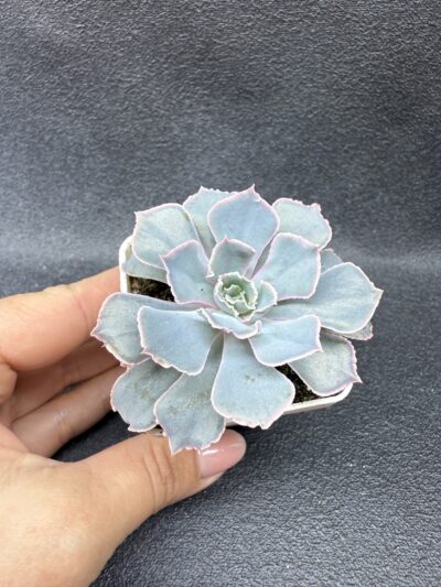 Echeveria Neon Breakers