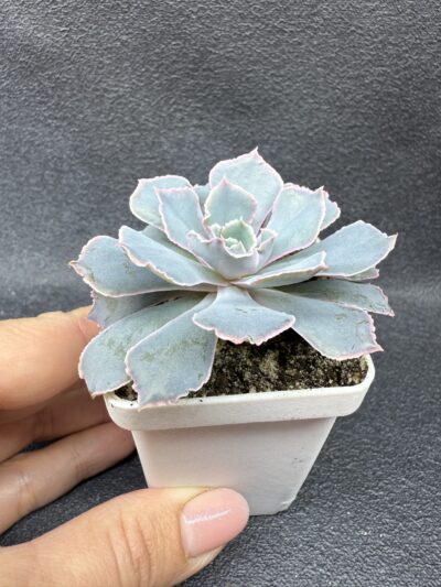 Echeveria Neon Breakers - Зображення 2