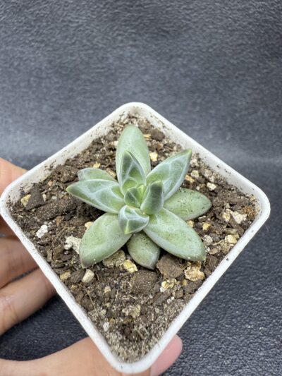 Pachyphytum compactum Purple Diamond - Зображення 3
