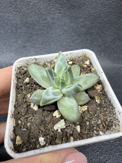 Pachyphytum compactum Purple Diamond