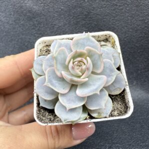Echeveria Lola
