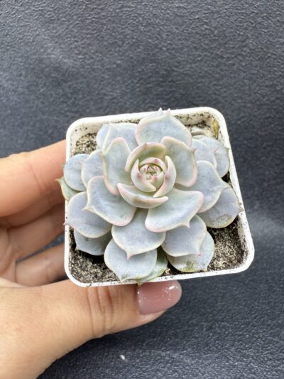 Echeveria Lola