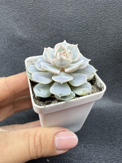 Echeveria Lola - Зображення 2