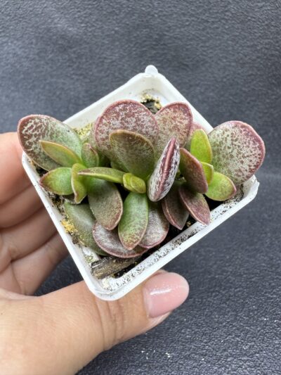 Adromischus rupicola - Зображення 2
