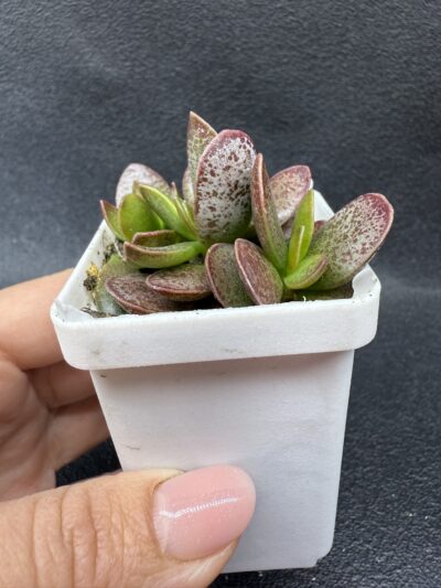 Adromischus rupicola