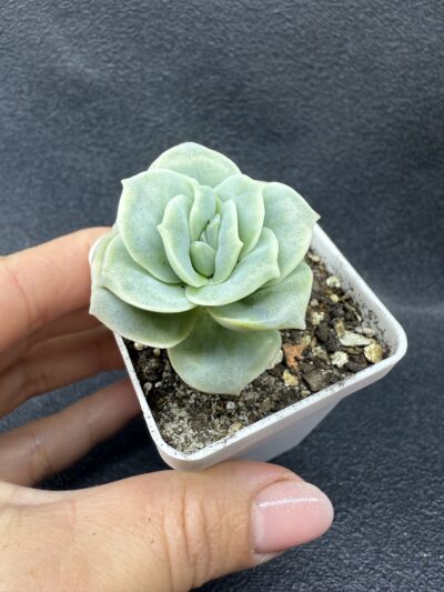 Echeveria Lovely Rose
