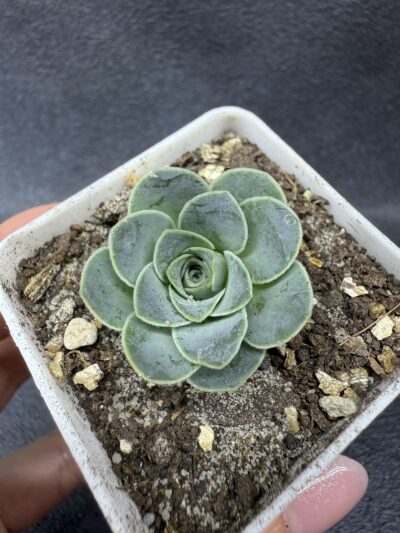Greenovia Diplocycla