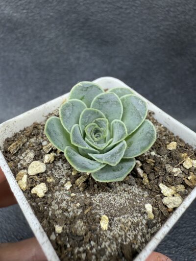 Greenovia Diplocycla - Зображення 3