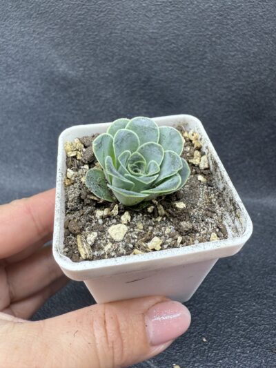 Greenovia Diplocycla - Зображення 2