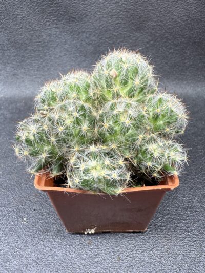 Mammillaria prolifera - Зображення 2