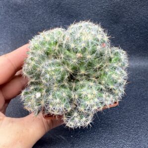 Mammillaria prolifera
