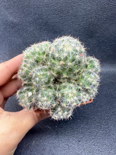 Mammillaria prolifera