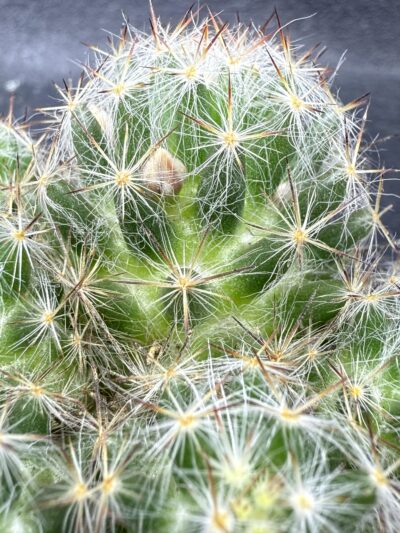 Mammillaria prolifera - Зображення 4