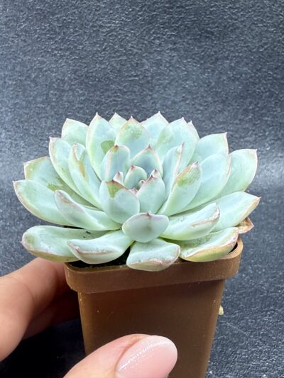 Echeveria pulidonis x laui - Зображення 3