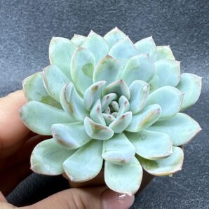 Echeveria pulidonis x laui