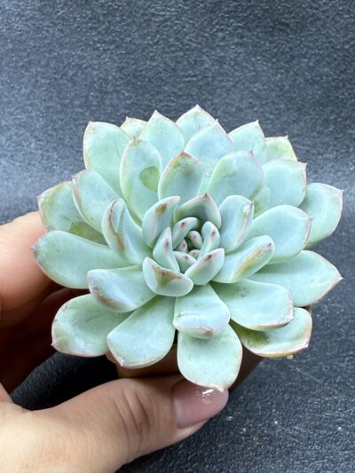 Echeveria pulidonis x laui