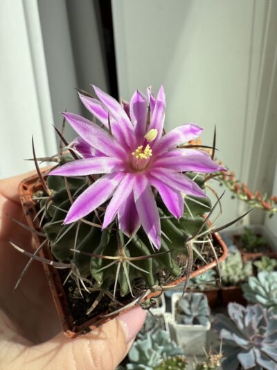 Echinofossulocactus crispatus - Зображення 5