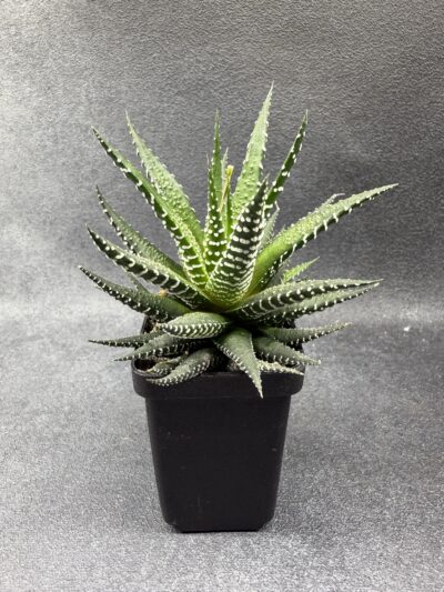 Haworthia fasciata - Зображення 2