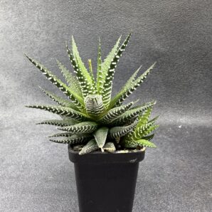 Haworthia fasciata