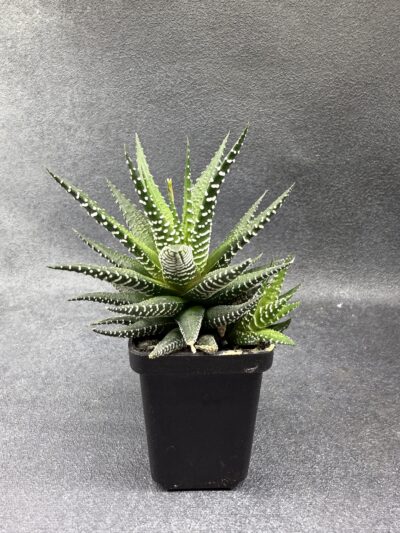Haworthia fasciata