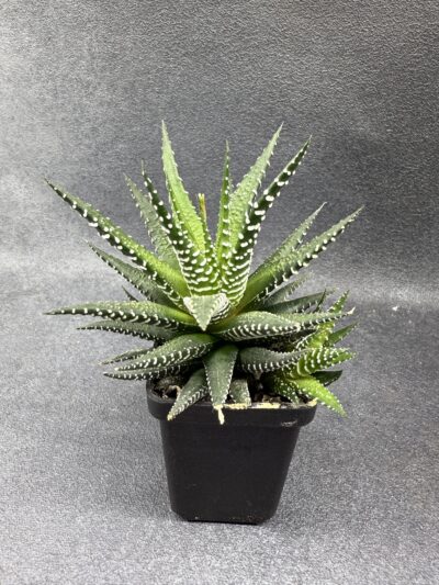 Haworthia fasciata - Зображення 3
