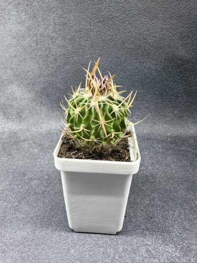 Echinofossulocactus crispatus - Зображення 3