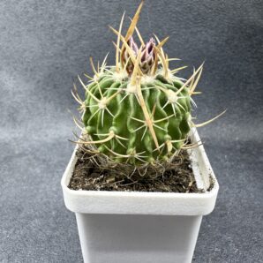 Echinofossulocactus crispatus
