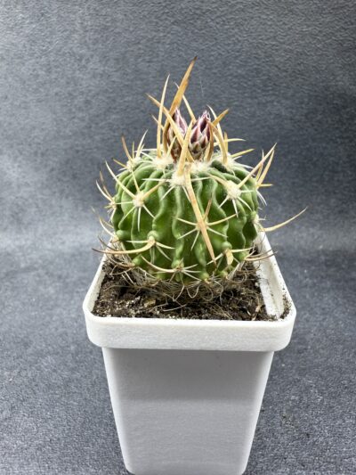 Echinofossulocactus crispatus