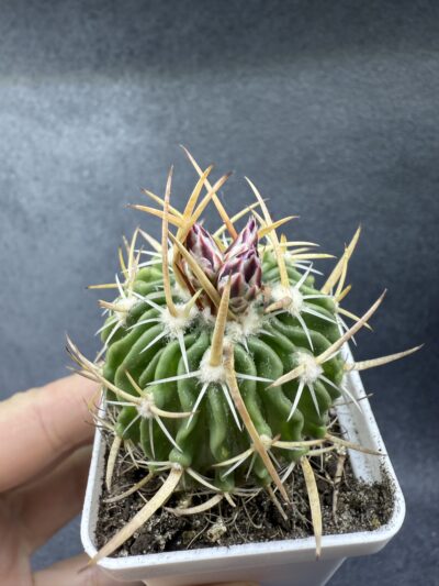 Echinofossulocactus crispatus - Зображення 4
