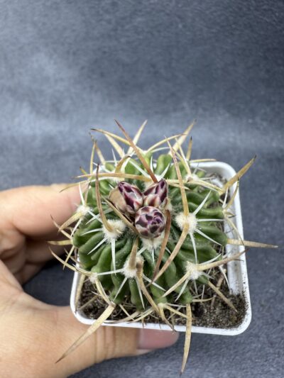 Echinofossulocactus crispatus - Зображення 2