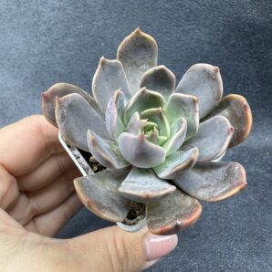 Echeveria Brown Olive