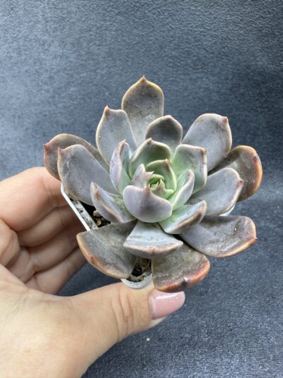 Echeveria Brown Olive