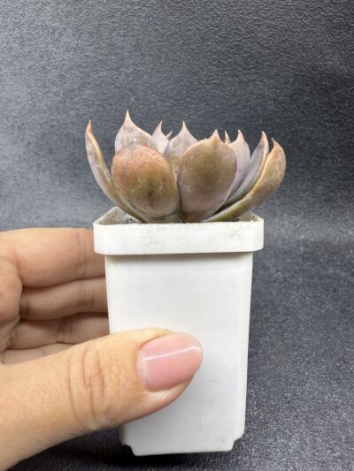 Echeveria Brown Olive - Зображення 2